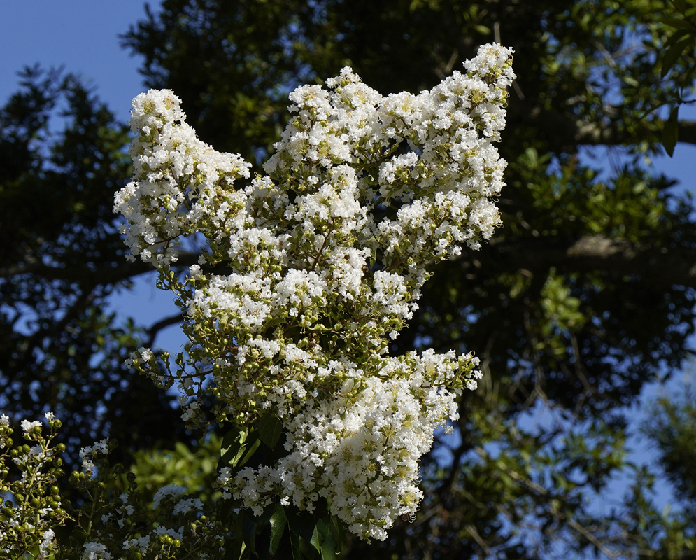 Aluster of white Crape myrtle flowers with yellow stamens