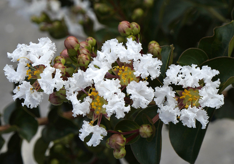 White Lagerstroemia indica flower with yellow stamens and green flower buds