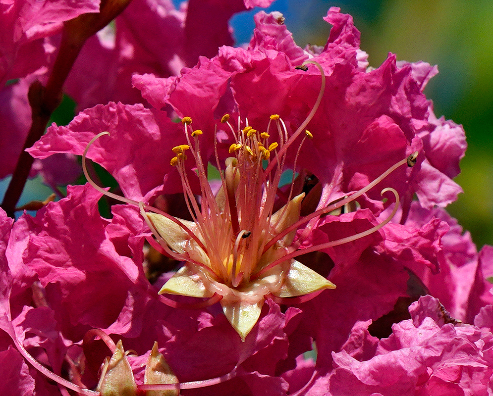 A pink Lagerstroemia indica flower with yellow anthers and a white sepal