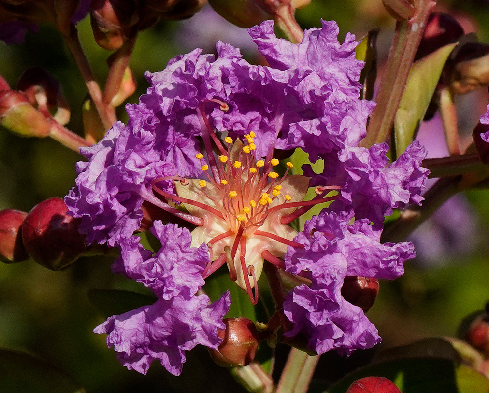 A Lagerstroemia indica inflorescence with rose color flowers under cloudy skies