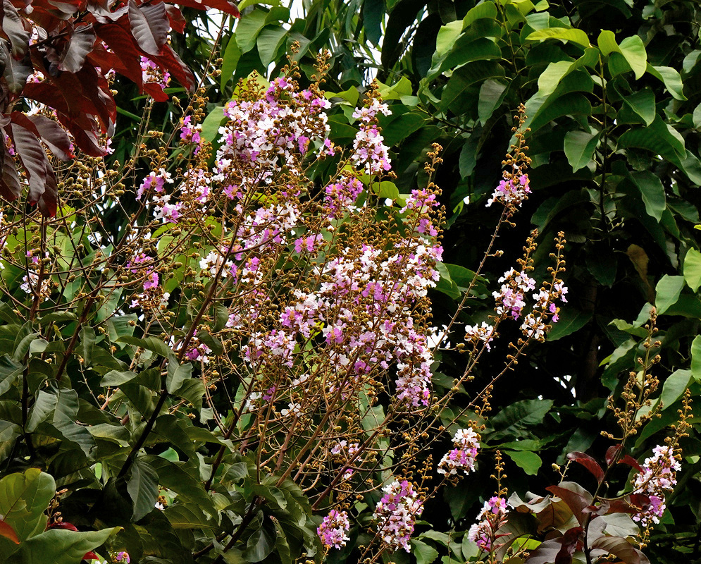 Lagerstroemia langkawiensis has long loose clusters of pale pink flowers above broad green leaves