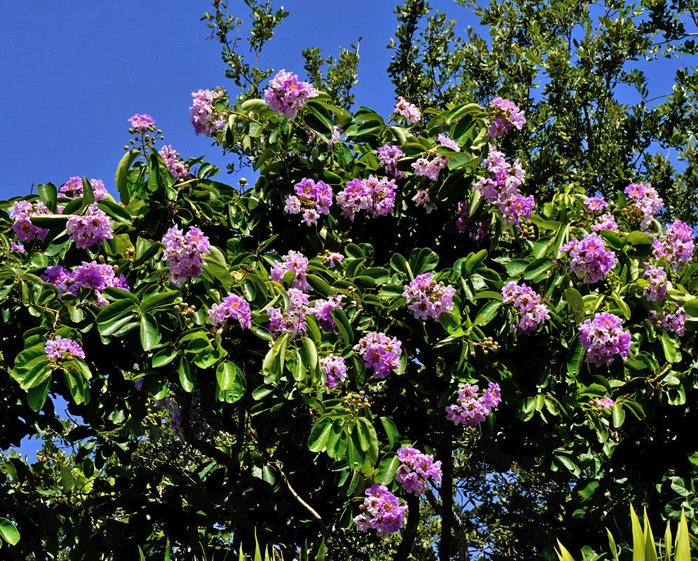 Lagerstroemia macrocarpa has rounded purple flower clusters scattered across a leafy tree crown beneath blue sky