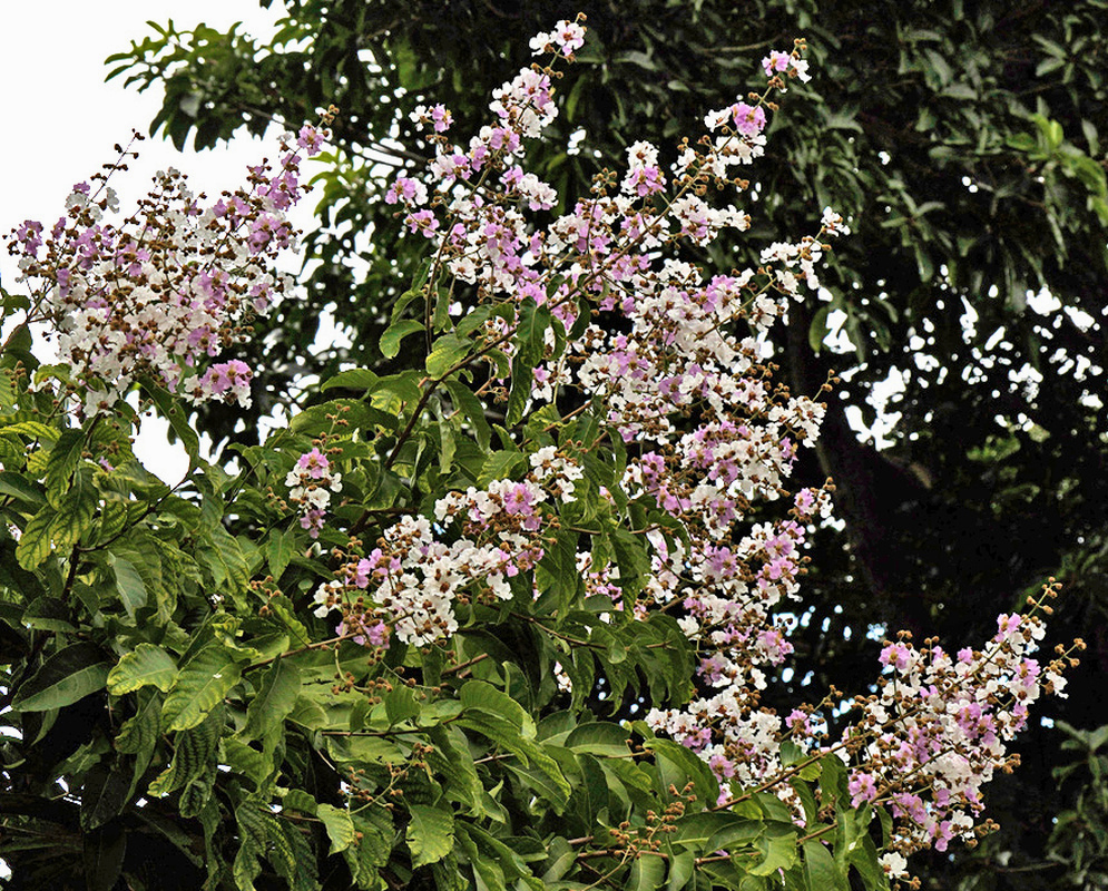 Lagerstroemia siamica has pale pink and white flower clusters across a spreading crown of broad green leaves