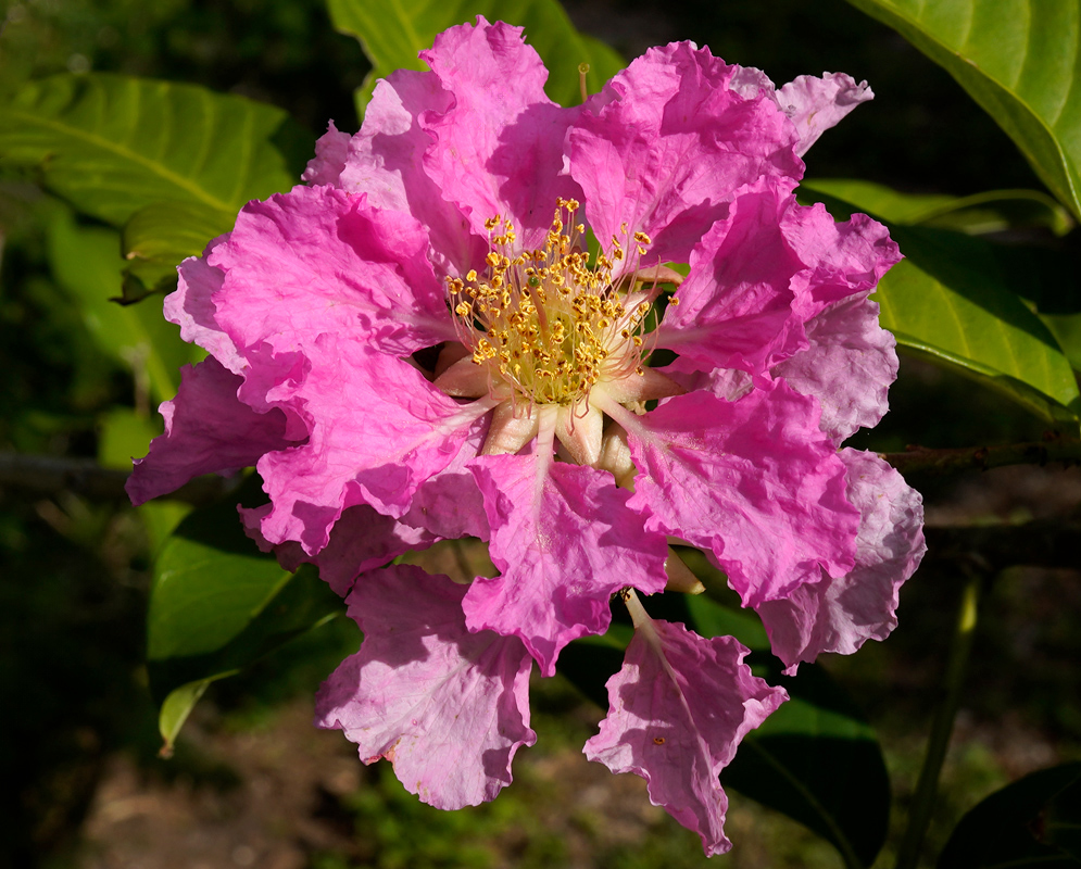 Pale pink Lagerstroemia speciosa blossom with light and dark petal tones and yellow reproductive structures emerging at the center