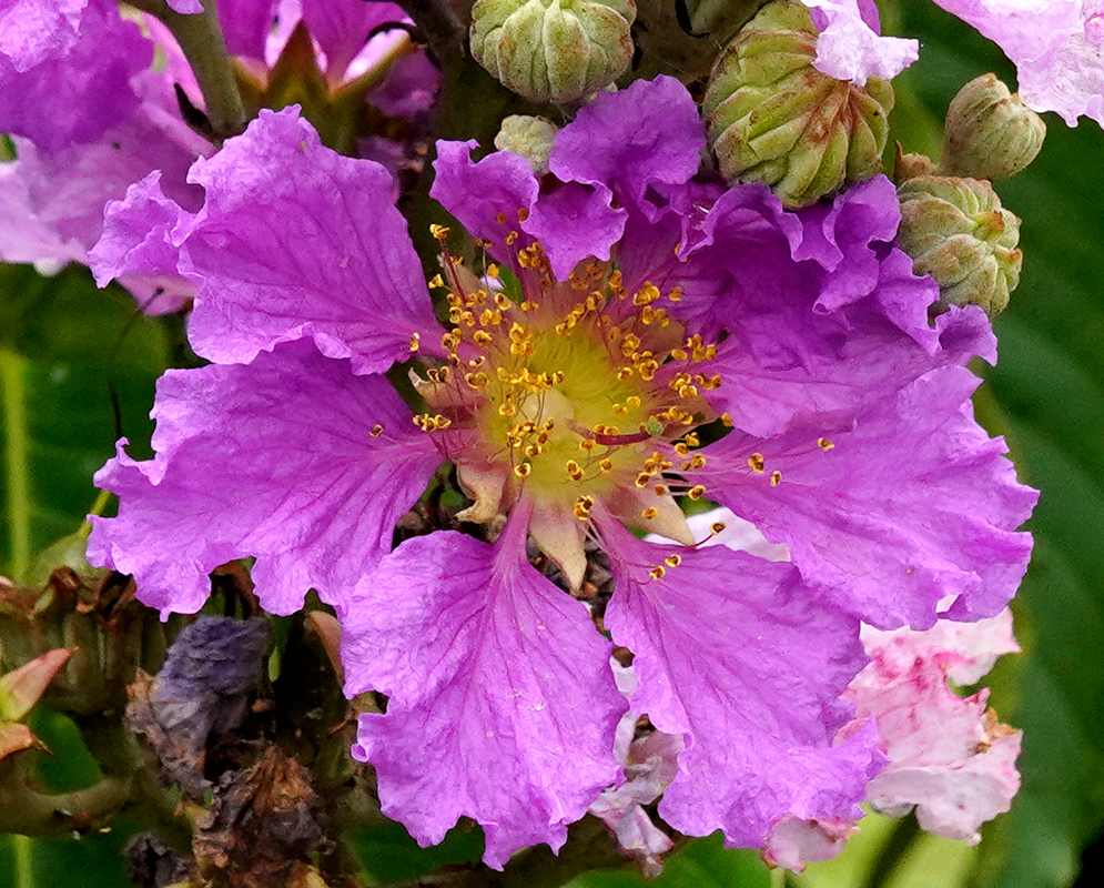 Detailed view of a violet Lagerstroemia speciosa bloom with curled petals and prominent golden stamens surrounded by buds and green leaves