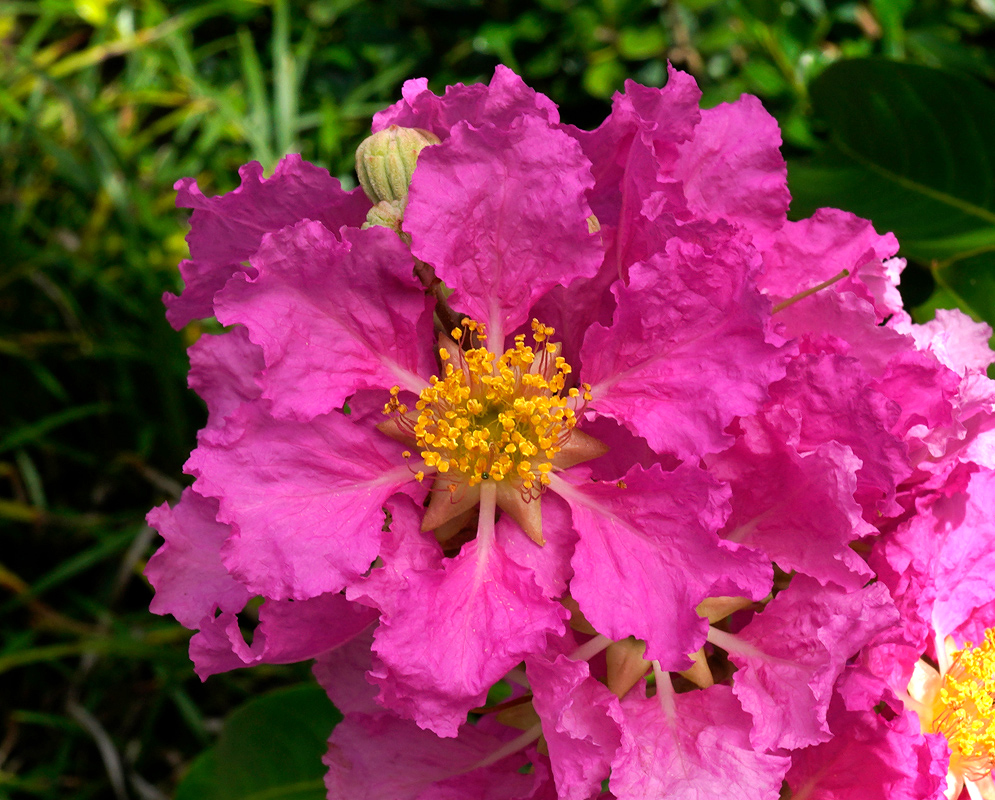 Bright pink Lagerstroemia speciosa flower with ruffled petals and a golden-yellow center, blooming in tropical sunlight
