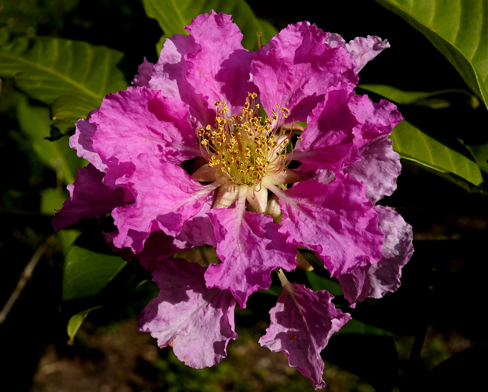 Dark pink Lagerstroemia speciosa flowers