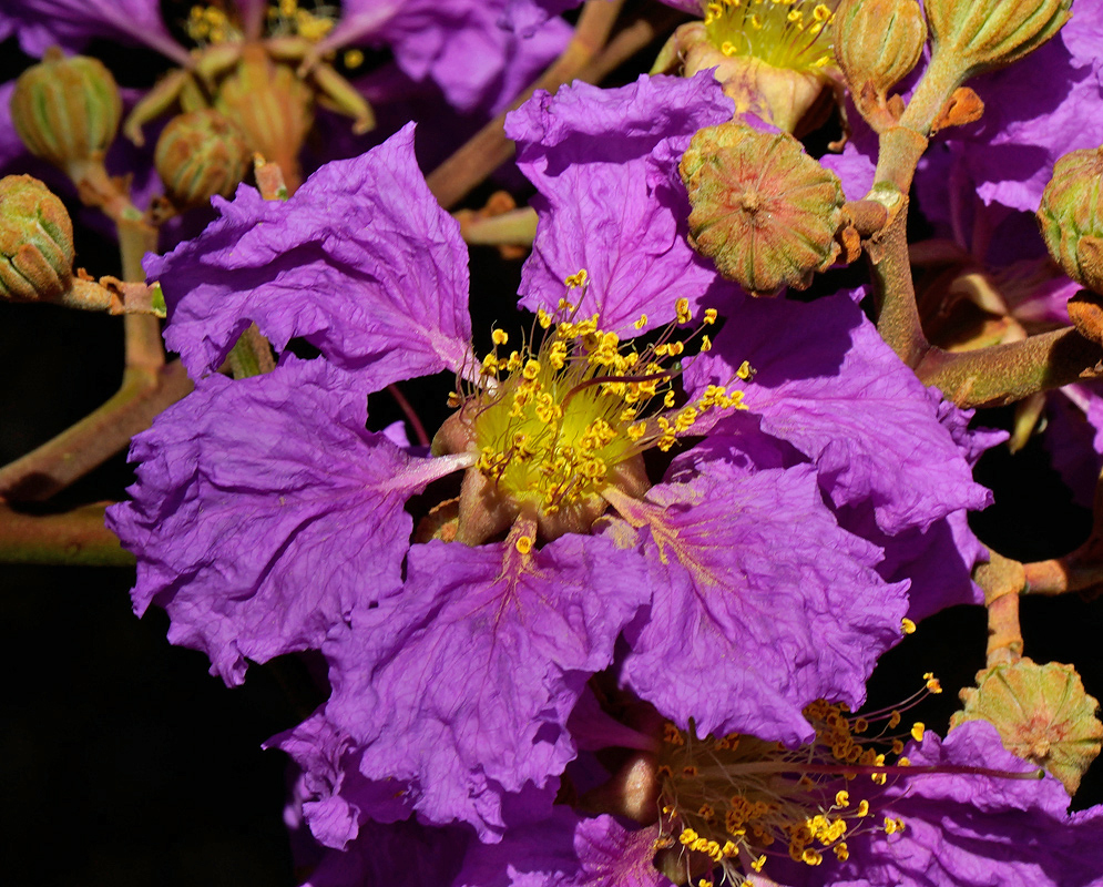 Deep purple Lagerstroemia speciosa flower with golden stamens and textured petals, set against a background of green buds and stems