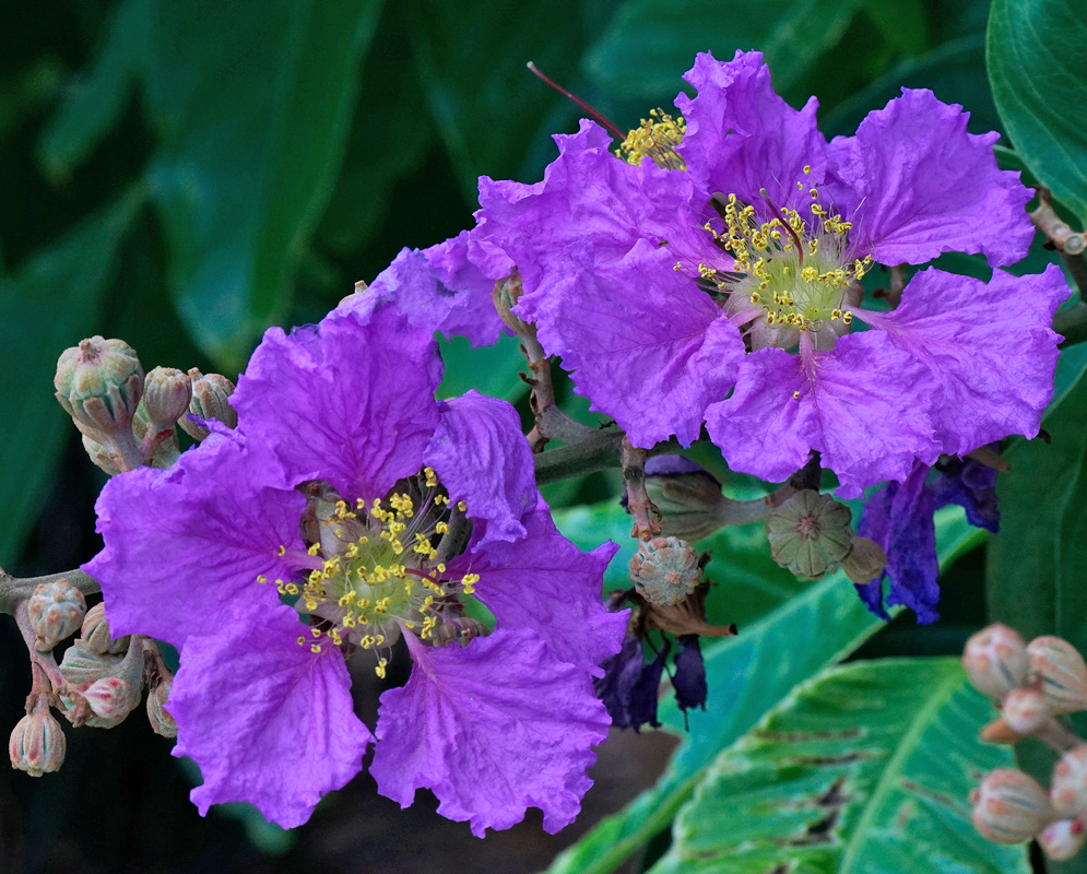 Cluster of purple Lagerstroemia speciosa flowers with wrinkled petals and numerous yellow stamens, blooming among unopened buds