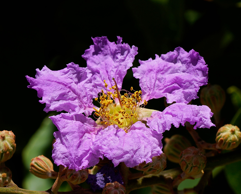 Close-up of a wrinkled lavender Lagerstroemia speciosa flower in full sun, showing yellow stamens at the center and unopened buds around the base