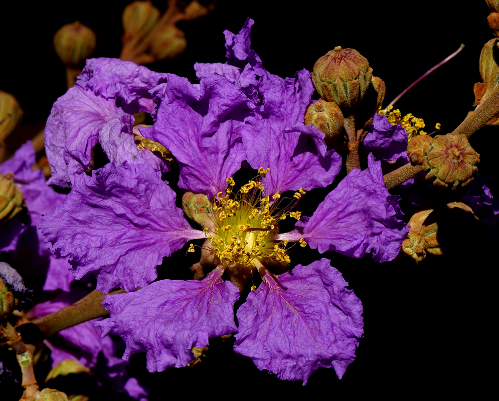 Purple Lagerstroemia speciosa flowers in dabbled sunlight