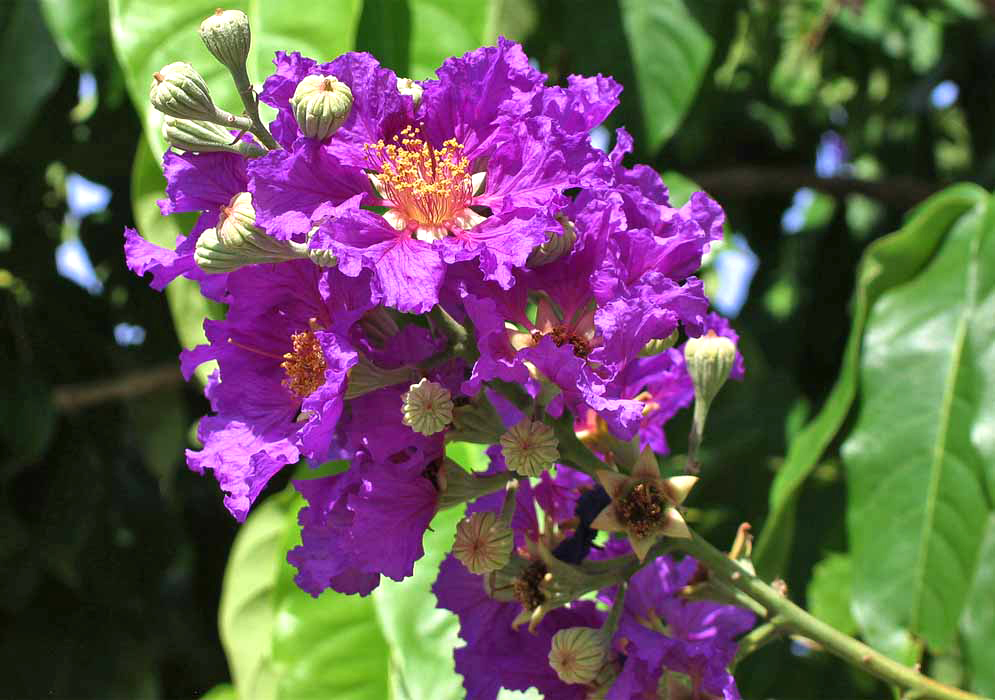Purple Lagerstroemia speciosa flower with yellow stamens in sunlight