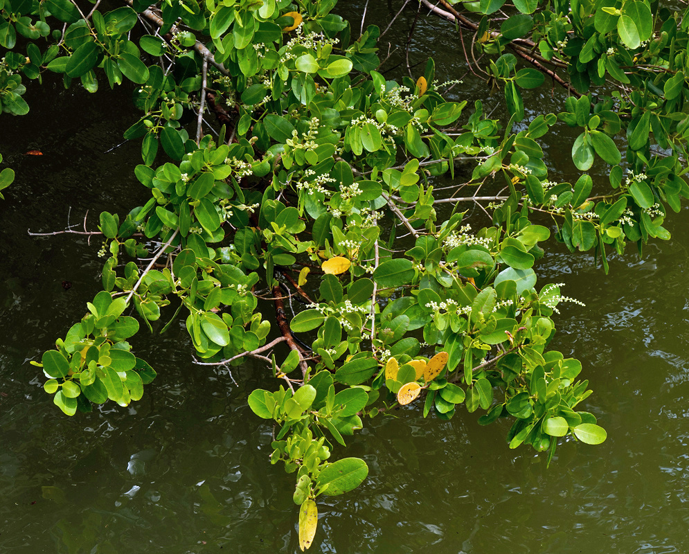 Laguncularia racemosa has spreading branches with rounded leathery green leaves hanging above shallow coastal water