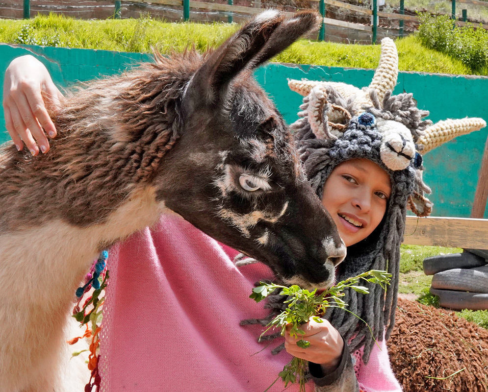 A Lama glama reaches toward green stems held by a child wearing a knitted llama hat
