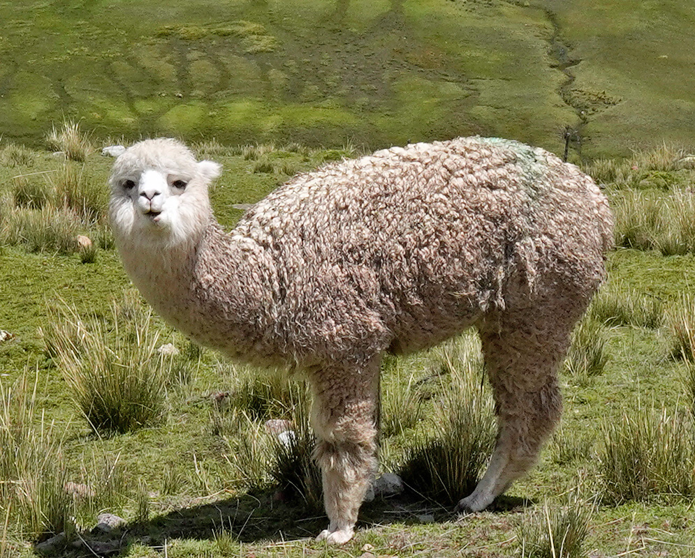 A full-bodied Lama pacos stands on open highland grass with mountains rising behind it