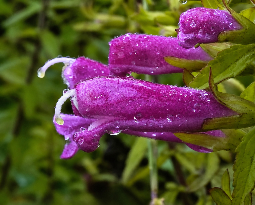 Lamourouxia virgata flower