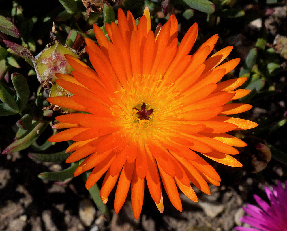 Lampranthus aurantiacus has a vivid orange flower with many narrow petals radiating around a yellow central disk