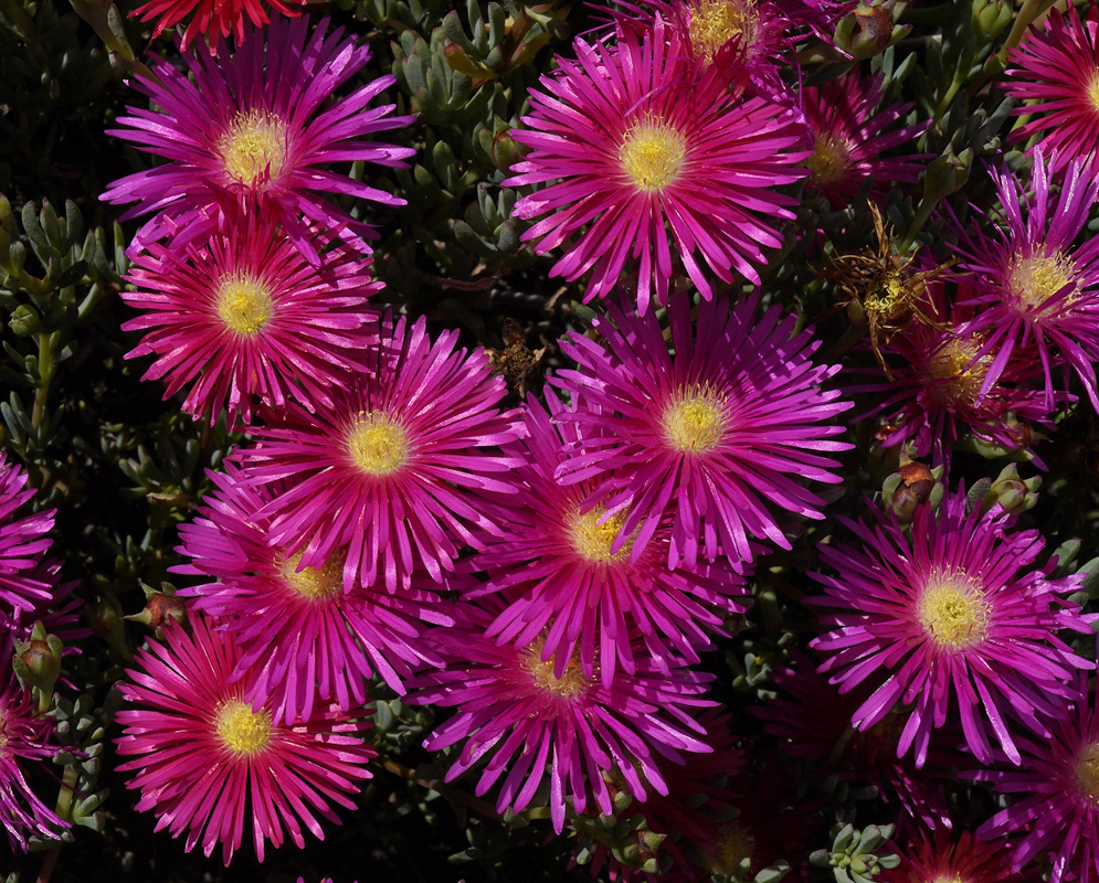 A profusion of different shades of pink Lampranthus multiradiatus flowers