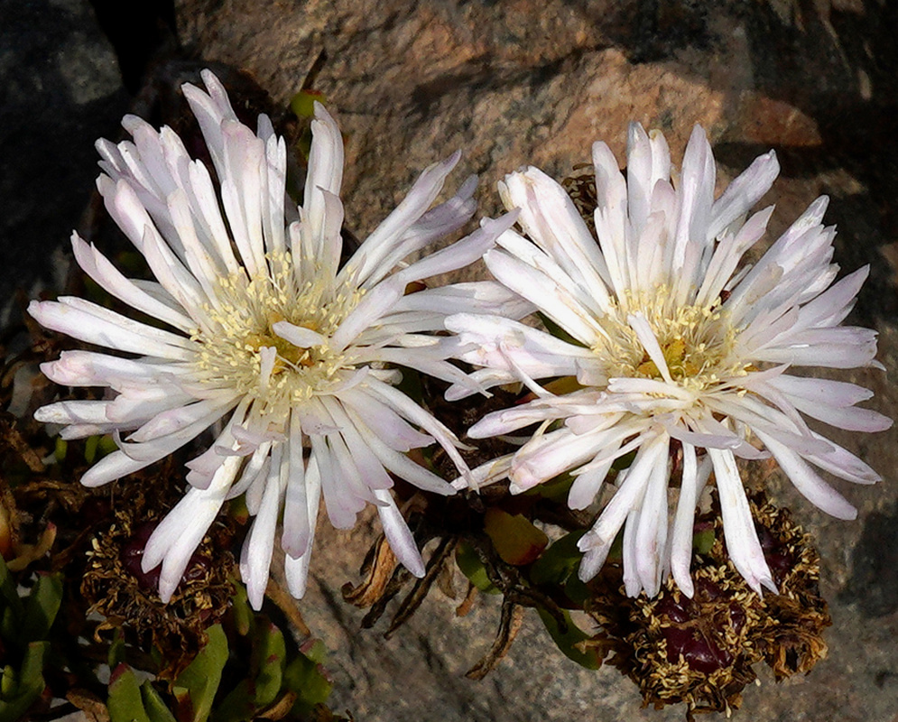 Lampranthus spectabilis has pale white flowers with many slender petals around yellow centers beside narrow fleshy leaves