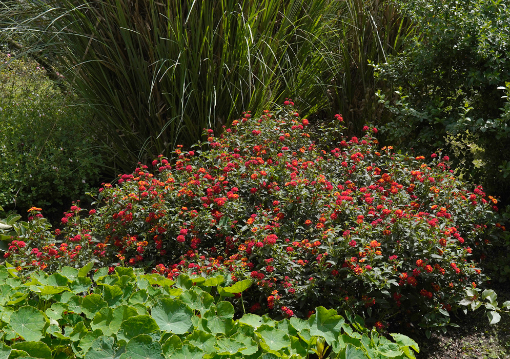 Lantana camara bush with red flowers