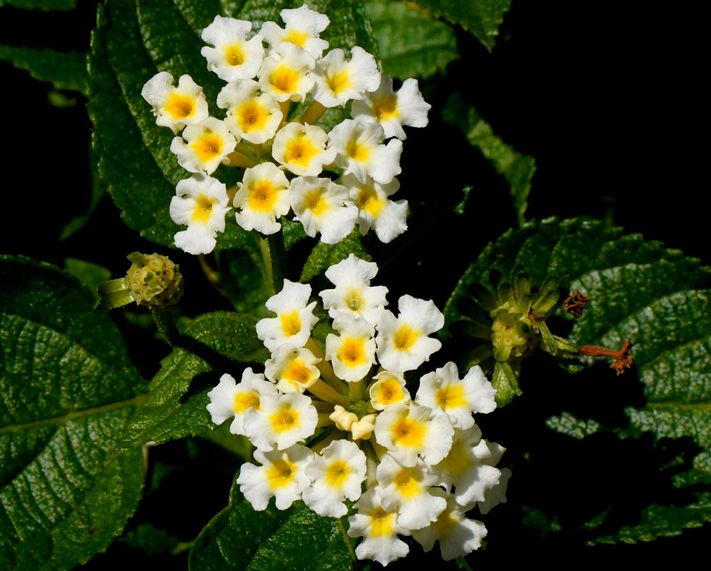 A cluster of wet white Lantana camara flowers with yellow centers in sunlight
