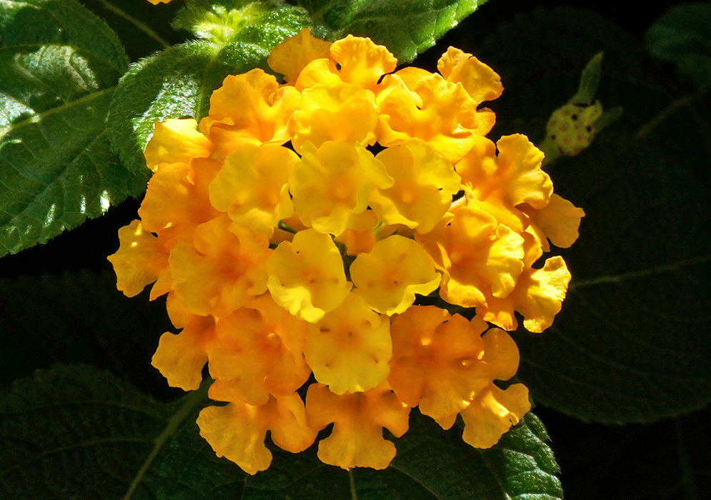 Lantana camara round inflorescence of yellow flowers