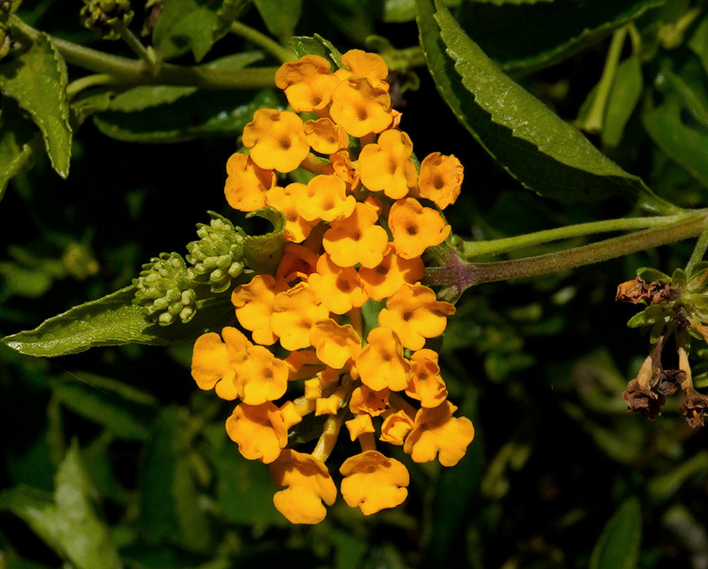 Rounded clusters of yellow Lantana depressa flowers grow beside long toothed leaves