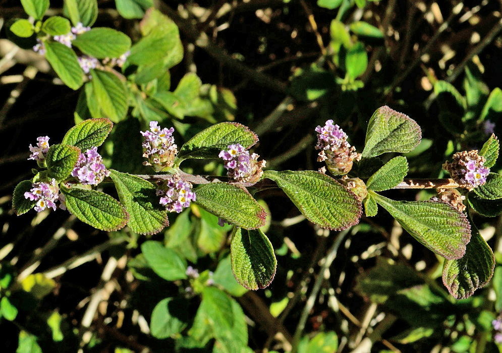 Lantana megapotamica has small rounded clusters of pale lavender flowers among opposite rough textured green leaves