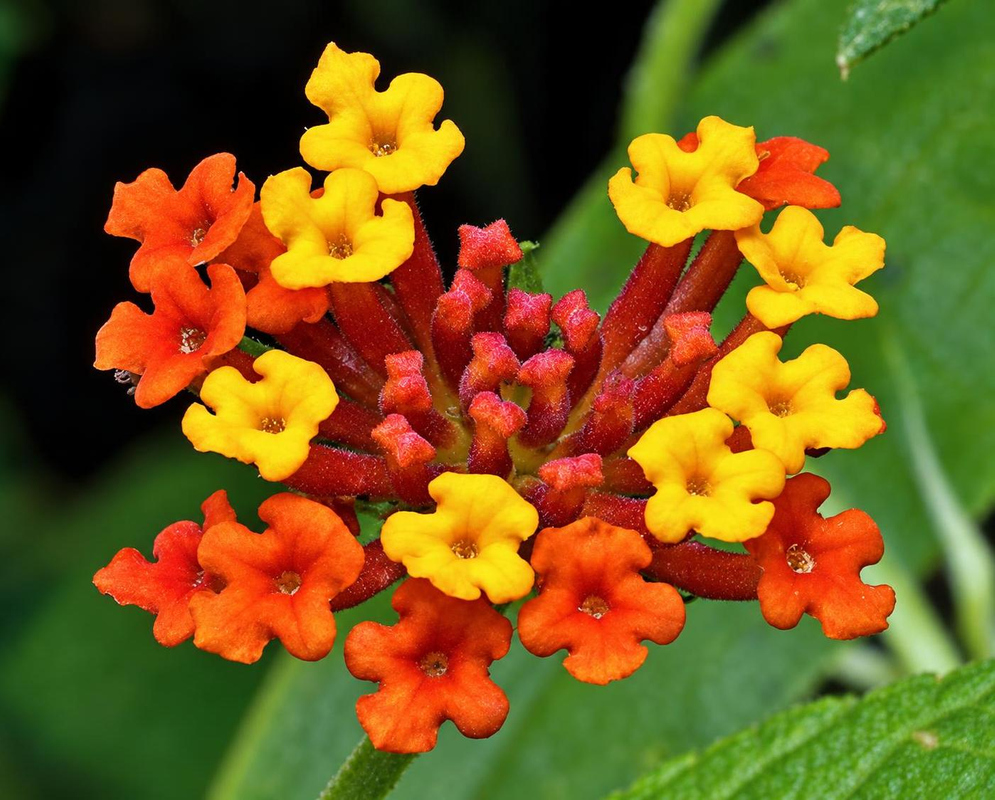 Lantana urticoides has a rounded flower cluster mixing bright yellow orange and red tubular blossoms