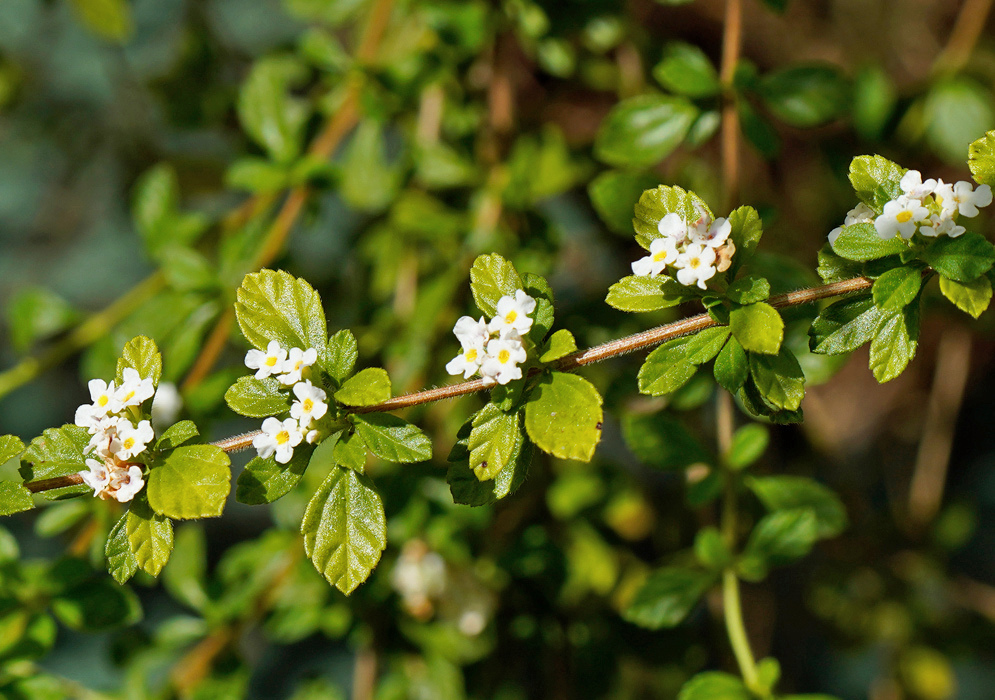Lantana velutina has small white flowers with yellow throats in compact clusters along branches of textured green leaves