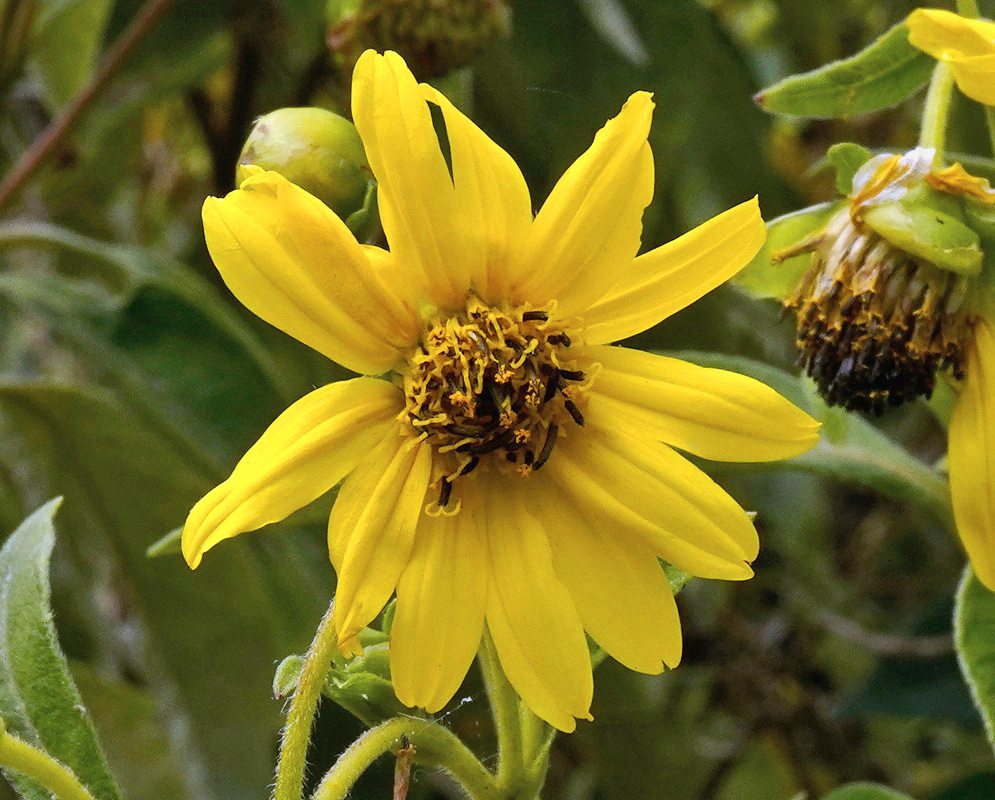 Lasianthaea fruticosa Flower Lasianthaea fruticosa flower