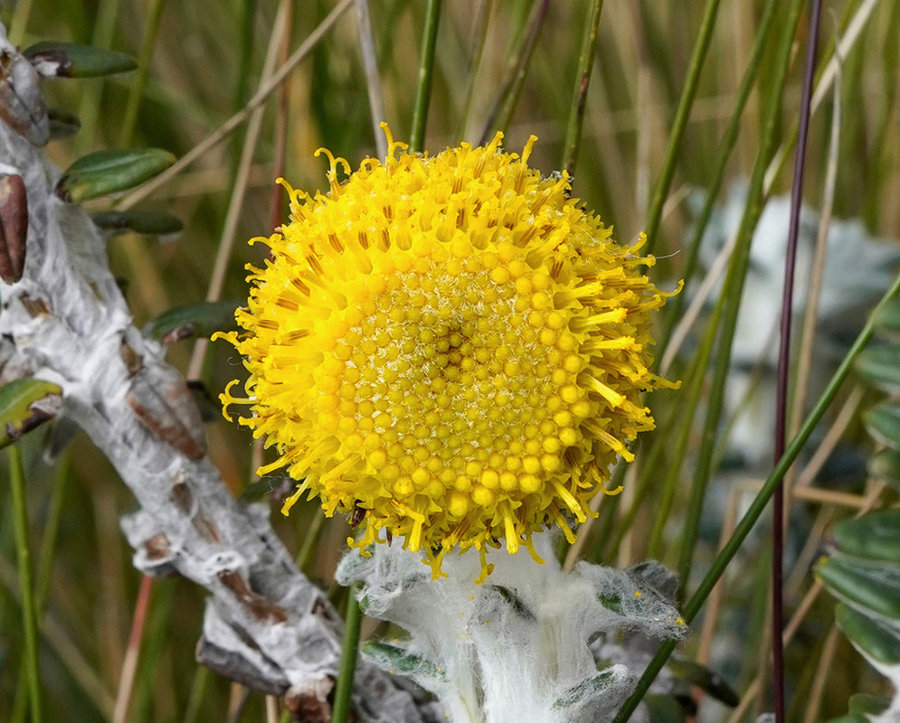 Lasiocephalus ovatus has a rounded yellow flower head above a woolly white stem in high mountain vegetation