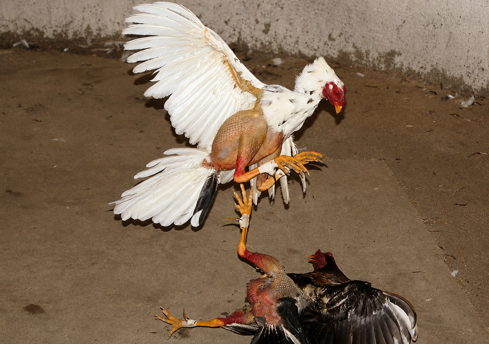 Colombian Cockfighting Scene Two gamecocks fighting in a concrete ring, one airborne with wings spread above the other