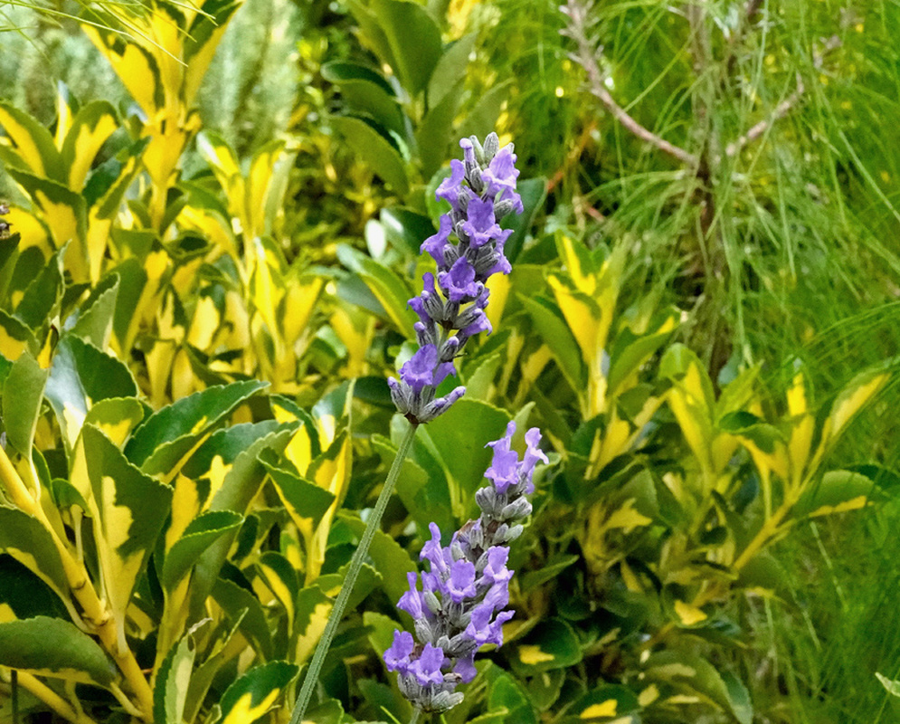 Lavandula angustifolia has an upright slender spike of small purple flowers above narrow gray green leaves