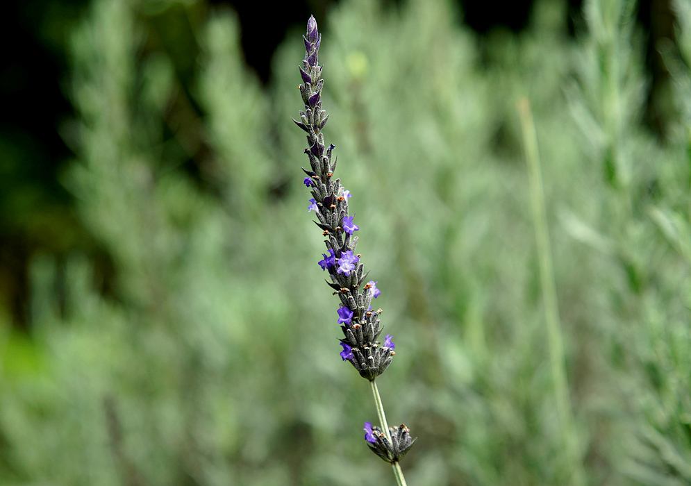 A lLavandula × ginginsii spike with purple flowers