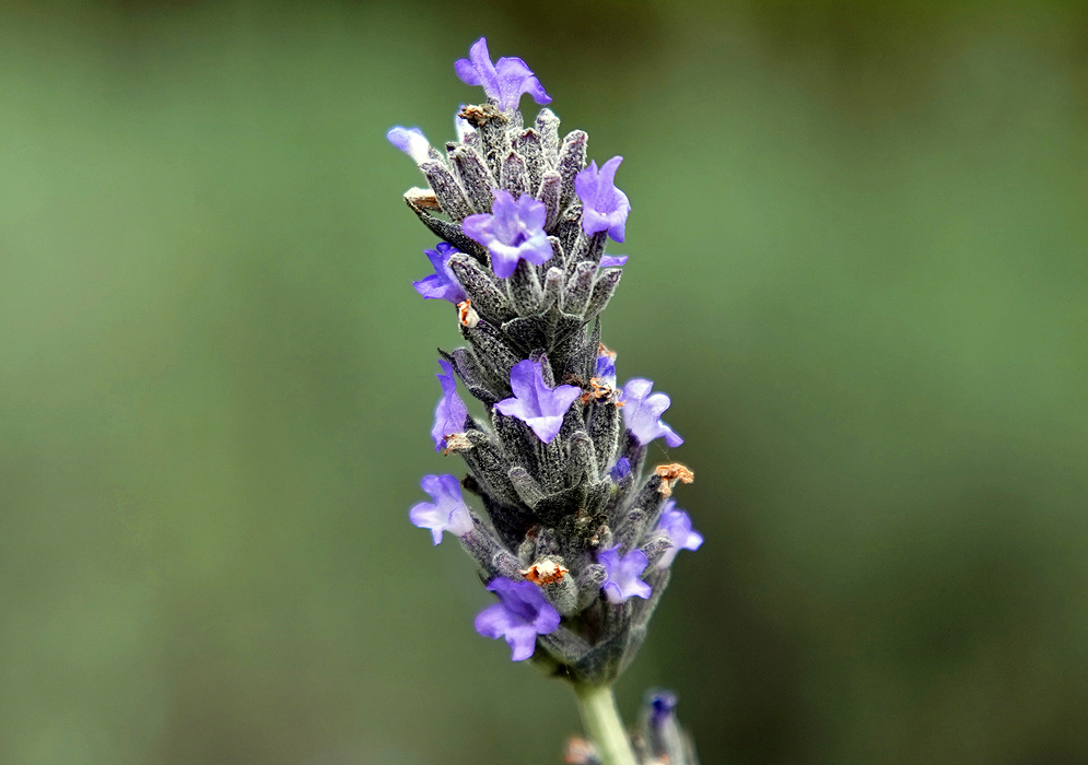 A Lavandula × ginginsii spike with purple-blue flowers