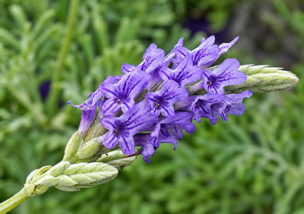 Lavandula pinnata has a dense spike of blue purple tubular flowers with dark veins emerging above silvery buds