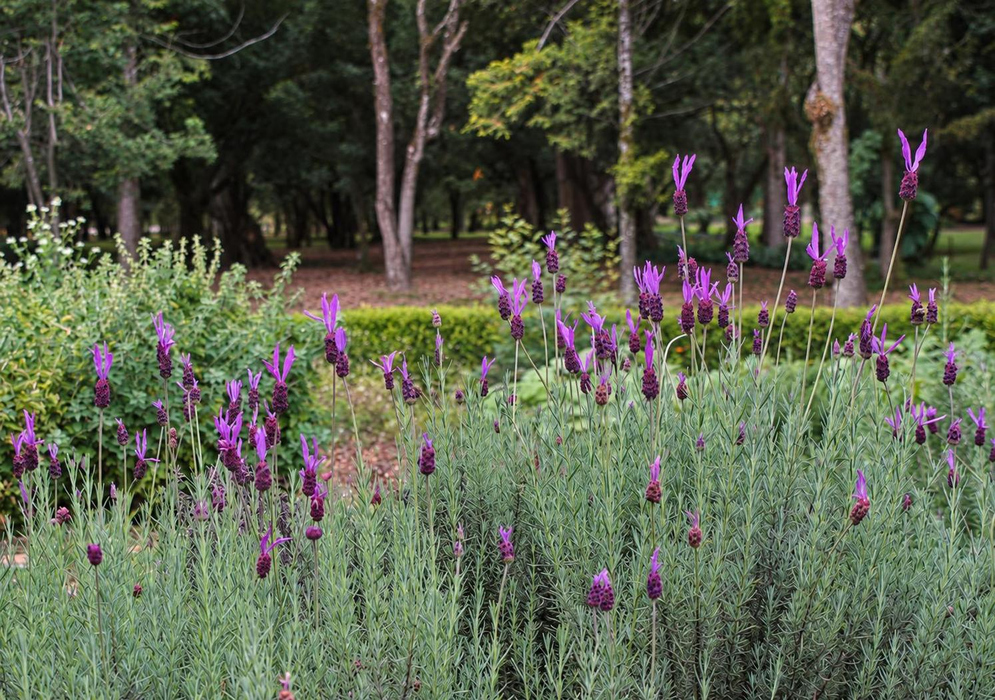 Lavandula stoechas Purple Flower Spike Planting Lavandula stoechas has upright purple flower spikes throughout a low gray green planting