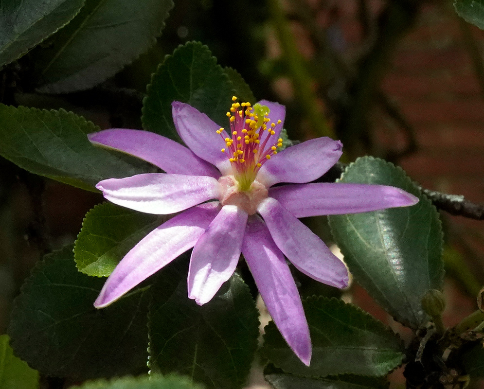 Lavender-colored Grewia occidentalis flower with symmetrical petals and bright central anthers
