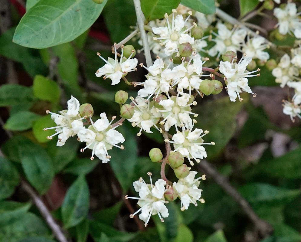 Lawsonia inermis has branching clusters of small white flowers with long spreading stamens among smooth green leaves