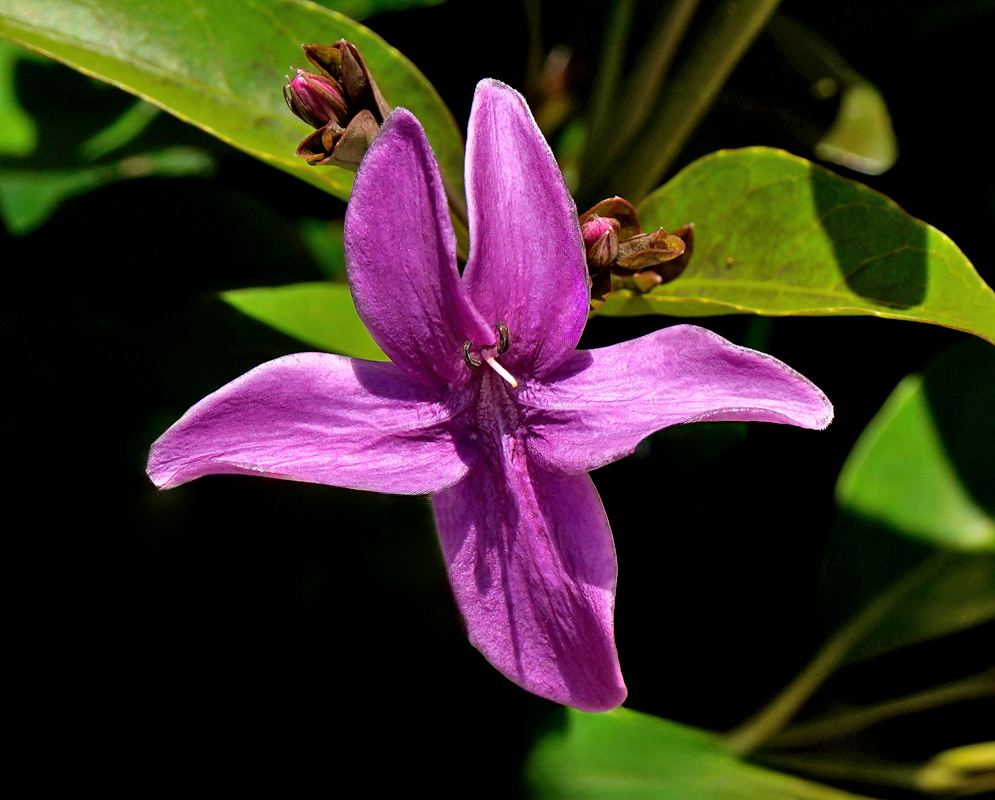 A single Pseuderanthemum laxiflorum bloom with striking purple petals and prominent curved stamens, set against a backdrop of dark green foliage
