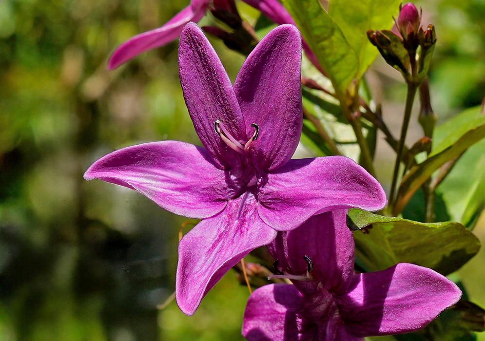 A close-up of a vibrant Pseuderanthemum laxiflorum flower displaying five broad purple-pink petals with visible stamens and glossy green leaves in the background