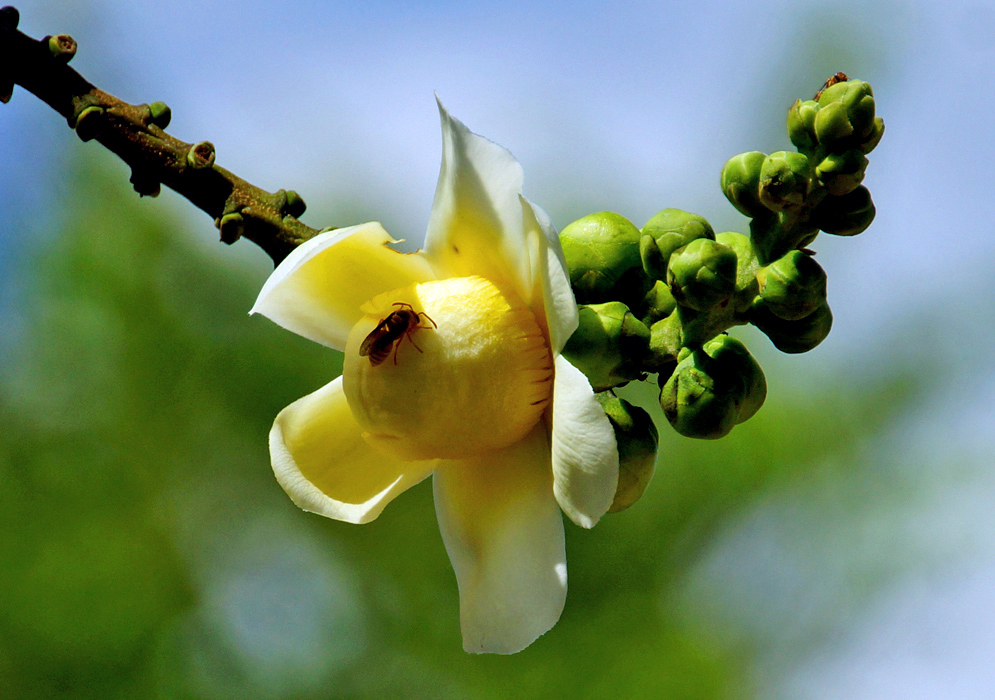 A Lecythis minor inflorescence with a yellowish-white flower and green flower buds