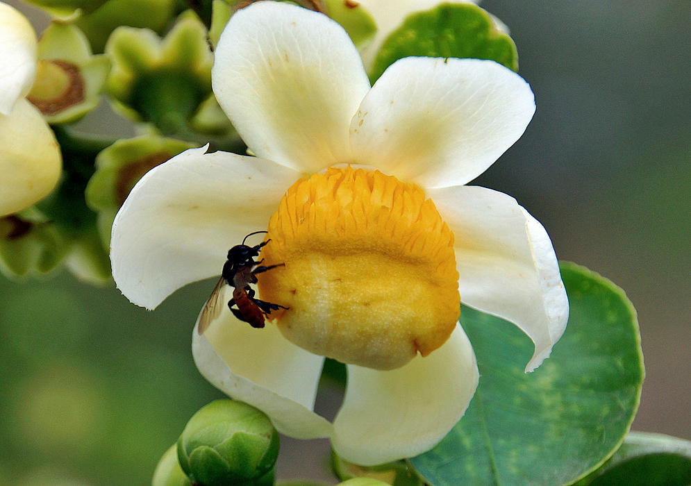 White Lecythis minor flower with a yellow androecial hood and stamens and a bee on top of the androecial hood