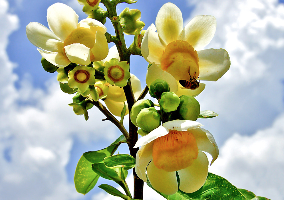 A Lecythis minor inflorescence with a yellowish-white flowers and green flower buds under blue sky