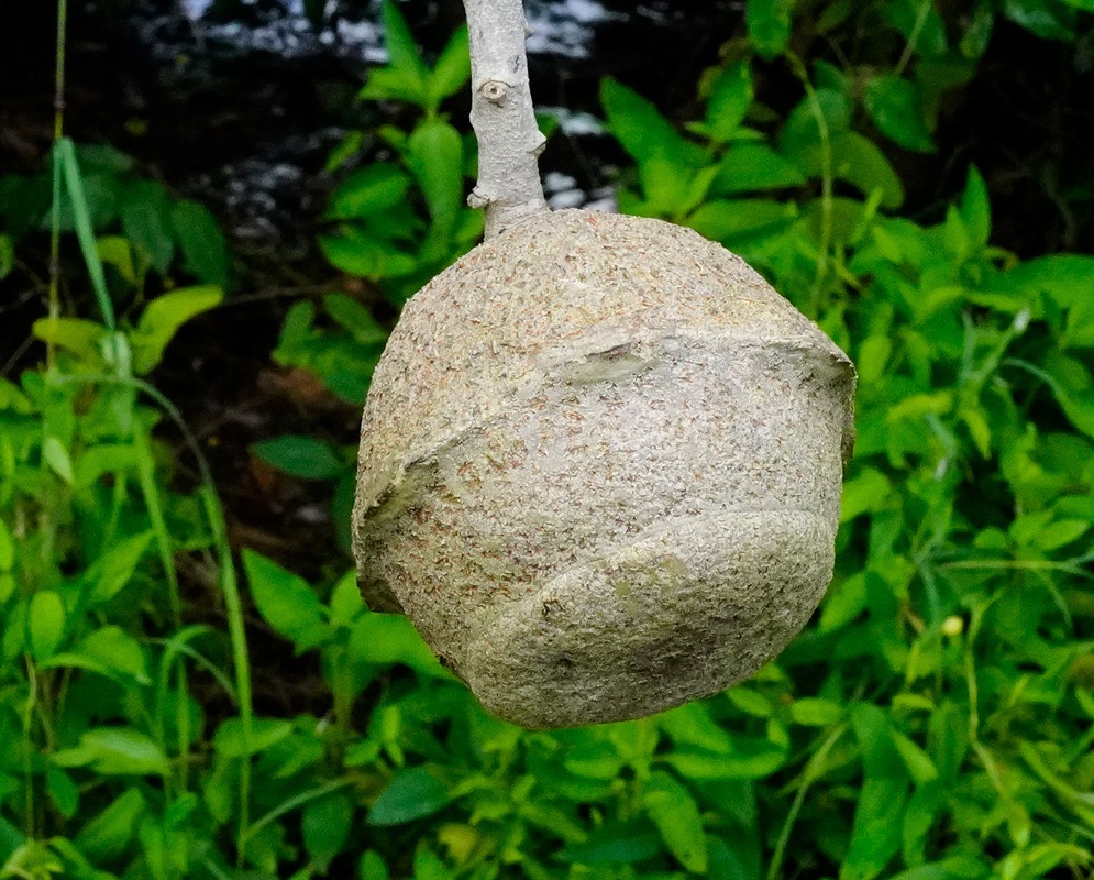 Woody, spherical fruit capsule of Lecythis minor hanging from a branch, resembling a cannonball against a green leafy background.