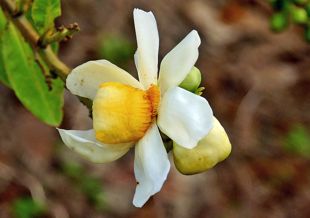 White Lecythis minor flower petals and a yellow androecial hood with yellow stamens