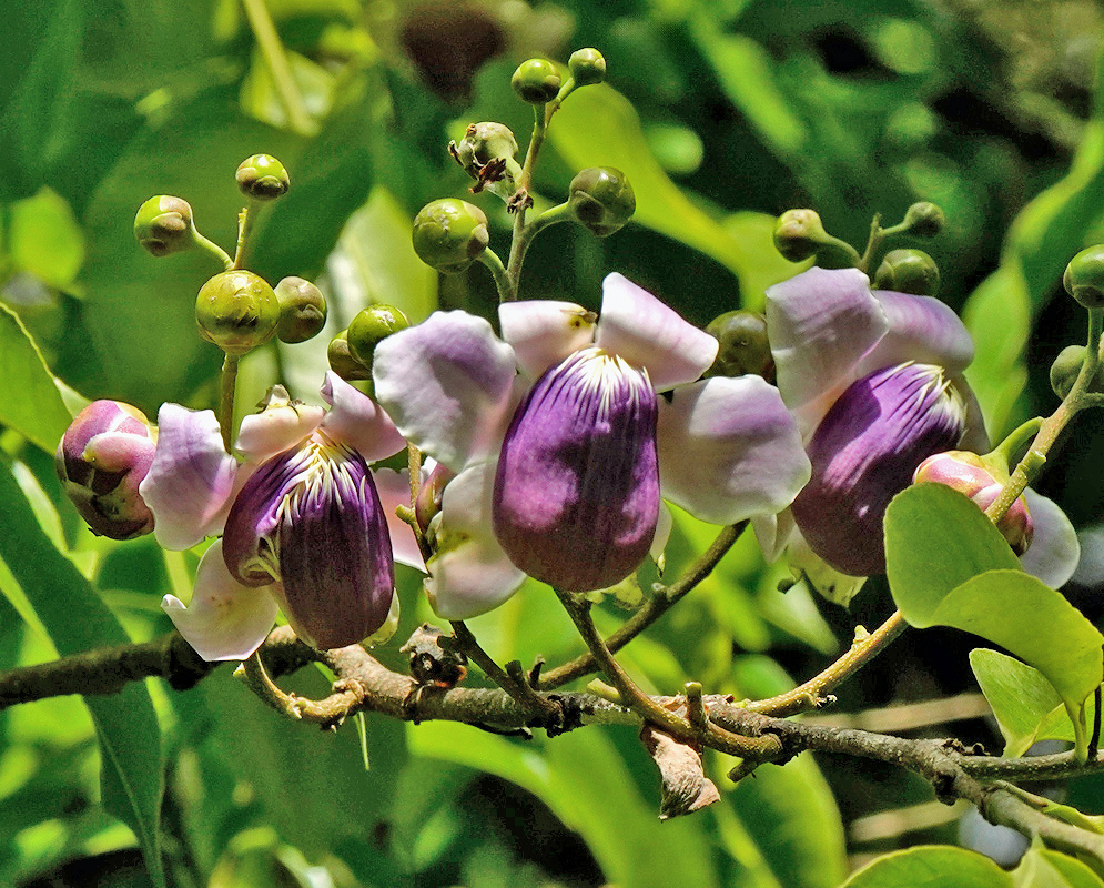 Lecythis pisonis has pale purple flowers with dark violet hoods and yellow tipped stamens beside rounded green buds