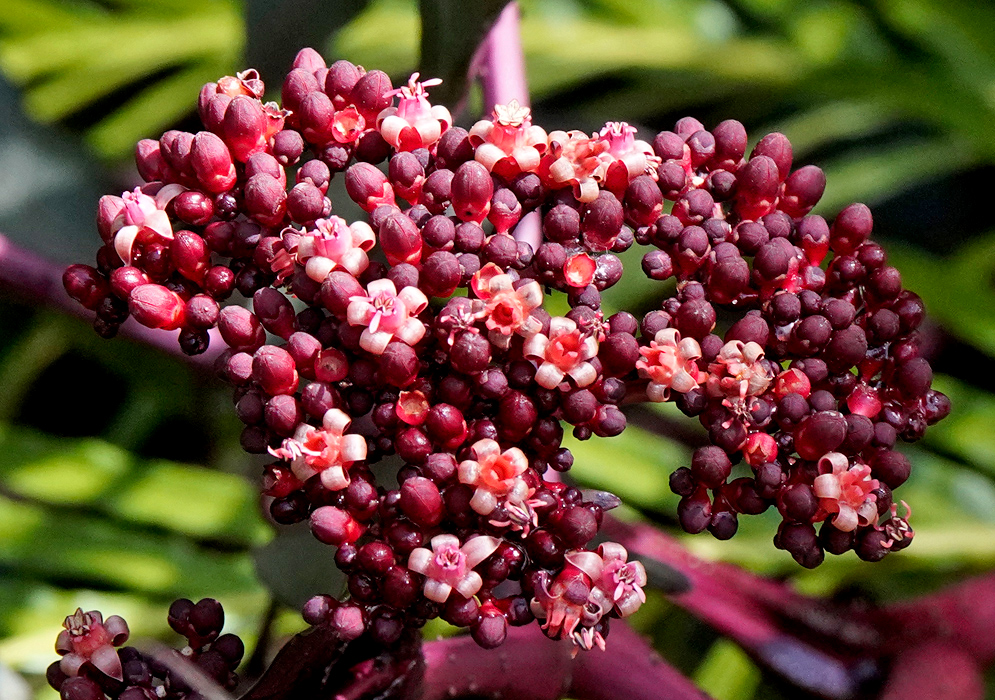 Leea coccinea Flower Cluster Compact cluster of vivid crimson and pink Leea coccinea flowers with small star-shaped blooms emerging from dark buds