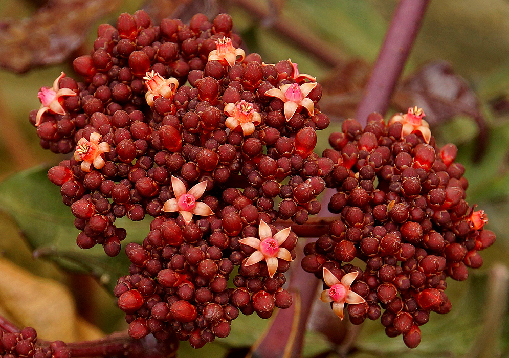 A Leea coccinea inflorescence with red-burgundy flower buds and red-peach color flowers